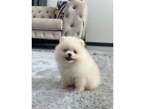 Birbirinden güzel pomeranian yavrular