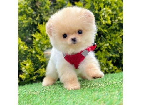 Sevimli pomeranian boo yavrularımız