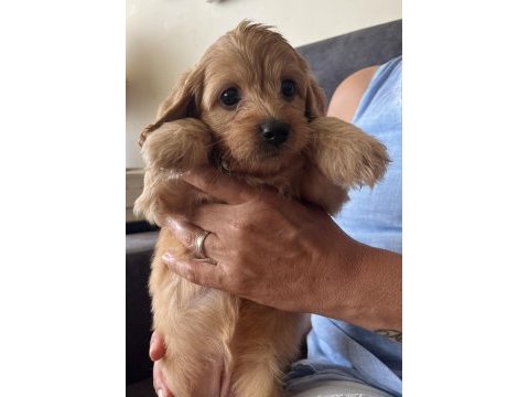 Muhteşem poodle kardeşler