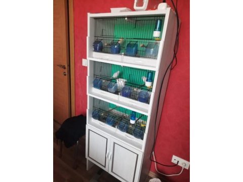 2 erkek 1 dişi al mozaik 1 dişi lipogram kanarya 3 katlı