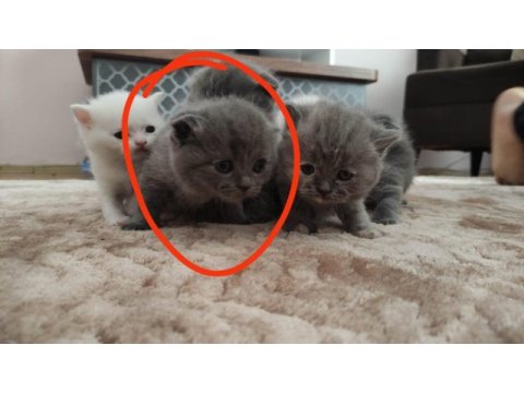 Son yavrularım british longhair