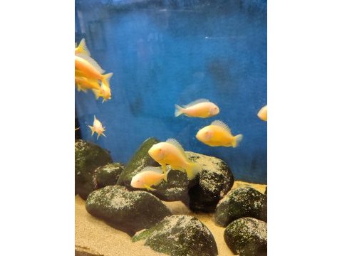 Albino kipili tropheus