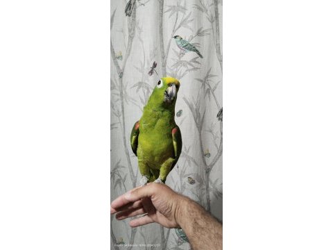 Sarı alın amazon papağanı full evcil