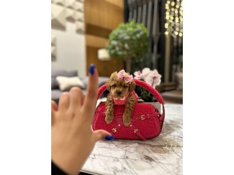 Korenin güzeli maltipoo 0 boy mona