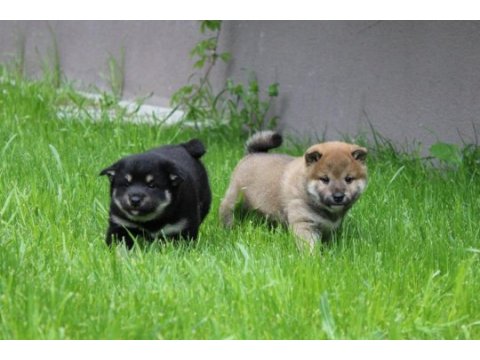 Shiba inu ırk