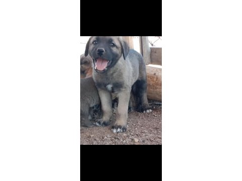 Dünya geneli kangal köpeği gönderim vardır