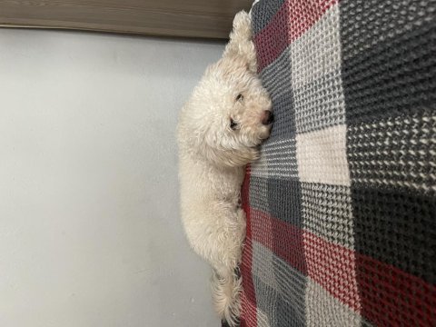 Maltipoo kızımızı sahiplendiriyoruz