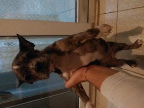 French bulldog köpeği