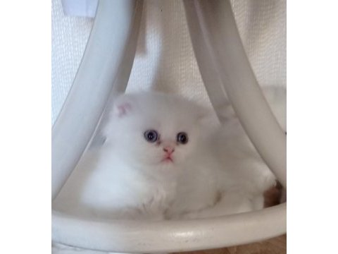 Scottish fold yavru