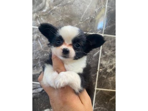 Elma kafa chihuahua
