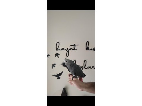 Full evcil papağan çeşitlerimiz sizleri evcilpet54