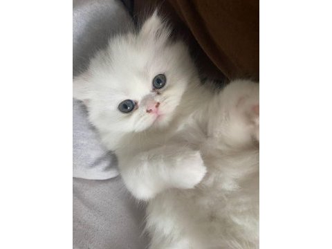 Son kalan chinchilla bebişlerim