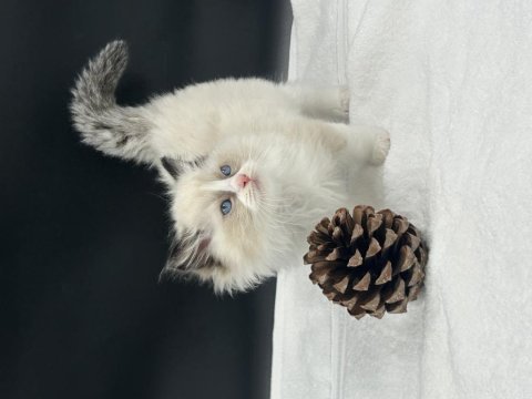 Safkan ragdoll bebekleri