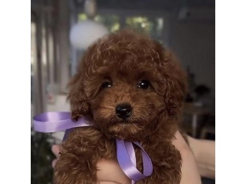 Toy poodle köpeğimiz