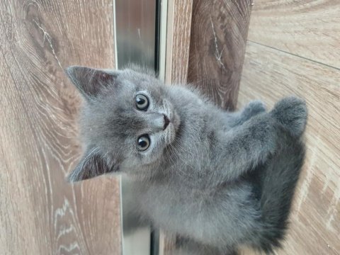 Erkek british shorthair