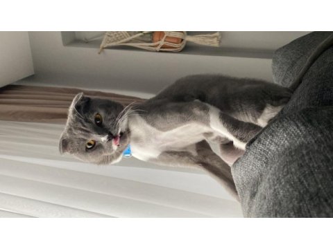 Ücretsiz sahiplenme scottish fold