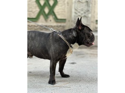 1 yaşında oyuncu french bulldog
