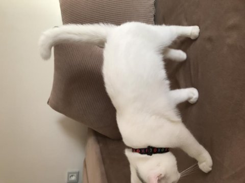 Erkek british shorthair