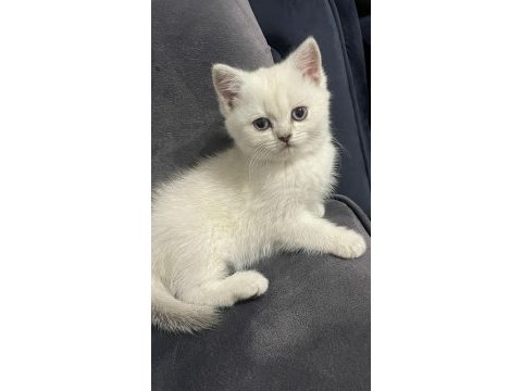 Uygun british shorthair
