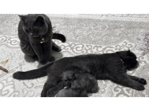 Scottish fold erkek kedimiz sahiplenilmeyi bekliyor