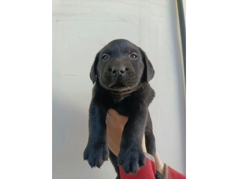 Labrador yavrularımız