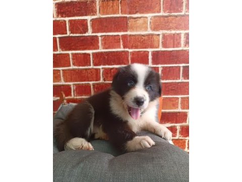 Border collie yavrular
