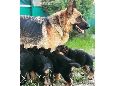 Safkan a kalite alman çoban köpeği yavrusu