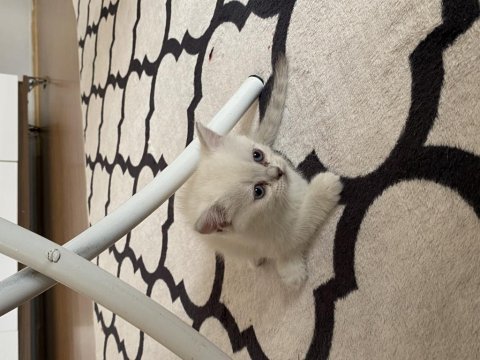 Bluepoint british shorthair yavrular