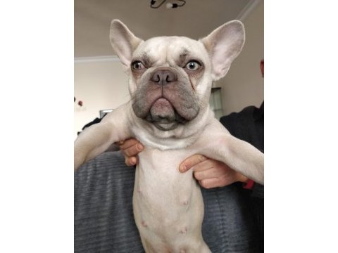 İsabella carrier french bulldog kızımıza sıcak yuva arıyoruz
