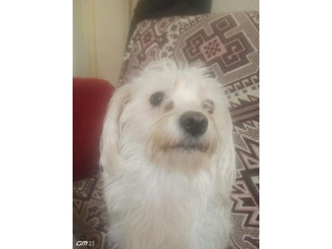 İki yaşında dişi maltese terrier