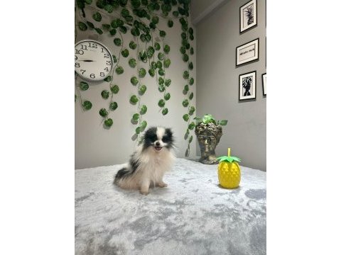 Orta düzey kusursuz ithal 2 yaşında dişi pomeranian
