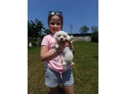 Maltese terrier bembeyaz yavrular