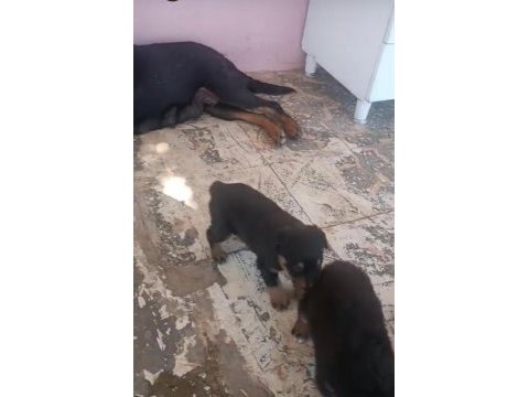 Rottweiler yavrular ırk sağlık garantili