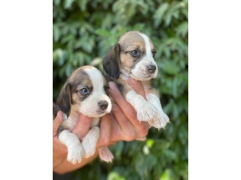 Beagle yavruları ücretsiz değildir