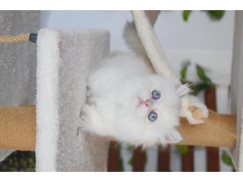 Munchkın cuce kedı