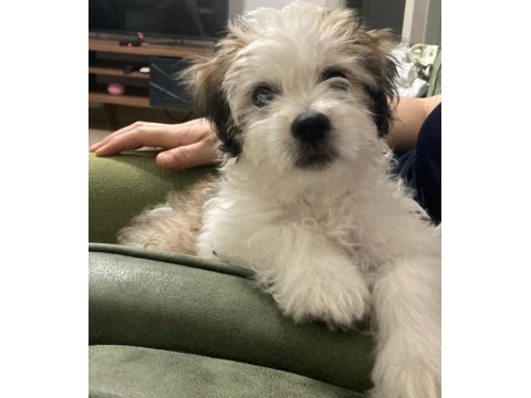 Crazy goofy maltese terrier