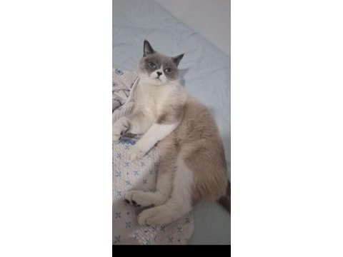 British shorthair dişi kedimiz