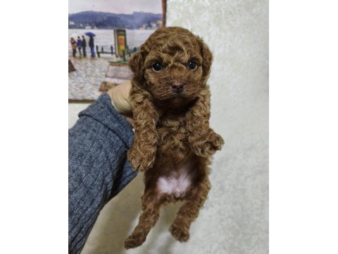 Dişi poodle bebek