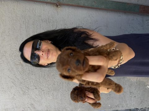 Toy poodle yavrularım ped eğitimlidir