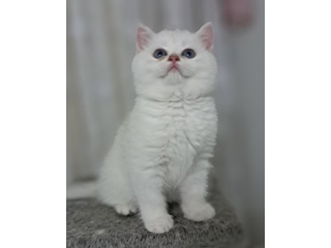 British shorthair point erkek