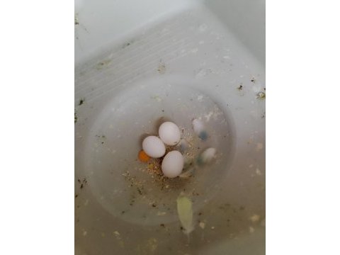 3 yumurtalı çift ve 4 adet yavru muhabbet kuşu