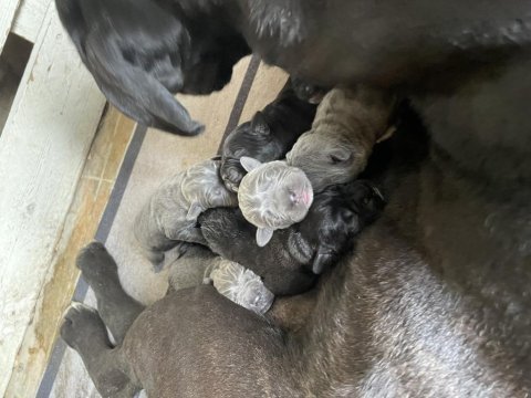 Cane corso yavruları