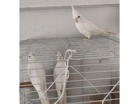 Yavru alınmış albino sultan papağanı takım