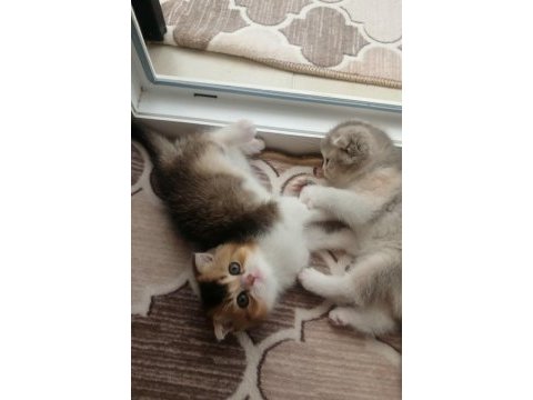 Fawn tortie bicolor scottish fold bilek golden