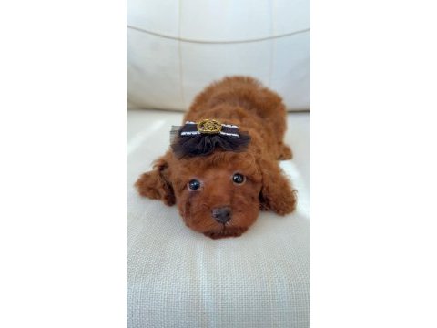 Ev ortamında kore poodle yavrum yeni yuvasına gitmeye hazır