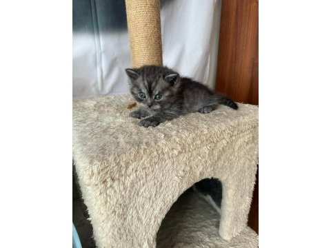 Scottish fold british shorthair ve longhair yavrular