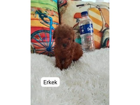 Kore ırk ve saglık garantılı poodle