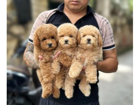 Poodle bebeklerimiz