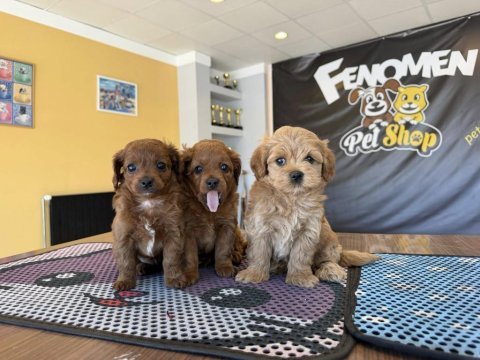 Shoooowwww kalite maltipoo yavrular ankara mağazamızda 