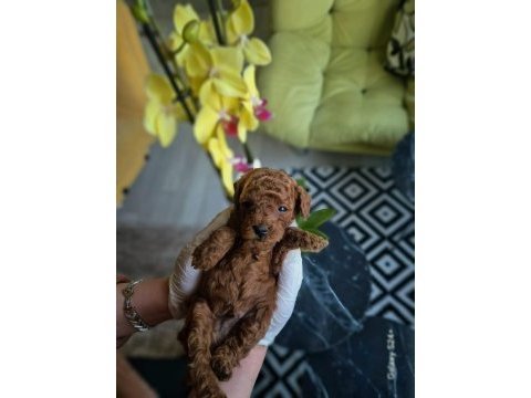 Kore kanı toy poodle bebekler